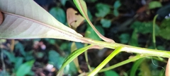 Ardisia
