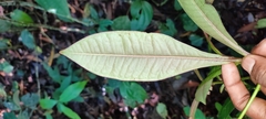 Ardisia