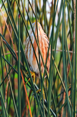 Ixobrychus involucris