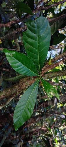 Image of Agrostistachys indica by (c) rajesh rocky, some rights reserved (CC BY)