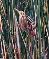 Ixobrychus involucris