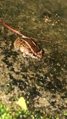 Fejervarya limnocharis