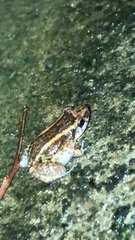 Fejervarya limnocharis