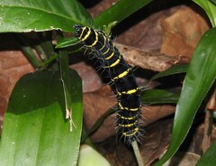 Egybolis vaillantina