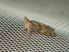 Lophopidae
