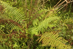 Amauropelta knysnaensis