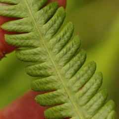 Amauropelta knysnaensis
