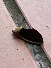Gonodonta