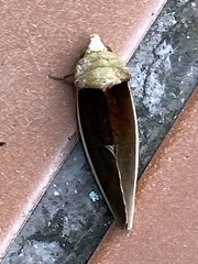 Gonodonta