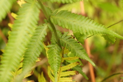 Amauropelta knysnaensis