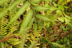 Amauropelta knysnaensis