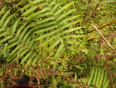 Amauropelta knysnaensis