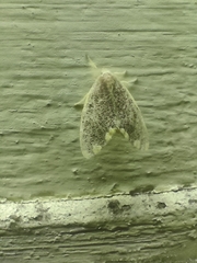 Orvasca subnotata