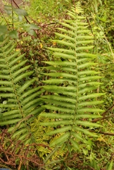 Amauropelta knysnaensis