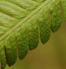 Amauropelta knysnaensis