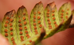 Amauropelta knysnaensis