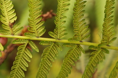 Amauropelta knysnaensis