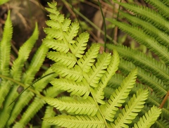 Amauropelta knysnaensis