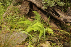 Amauropelta knysnaensis