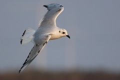 Saundersilarus saundersi