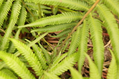 Amauropelta knysnaensis