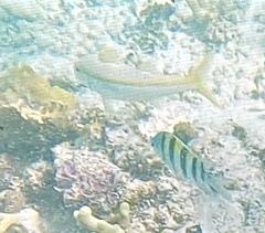 Mulloidichthys martinicus