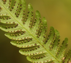 Amauropelta knysnaensis