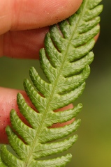 Amauropelta knysnaensis