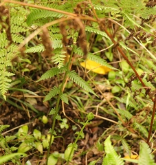 Amauropelta knysnaensis