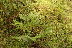 Amauropelta knysnaensis