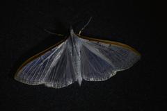Palpita
