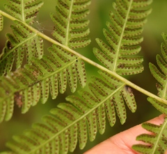 Amauropelta knysnaensis