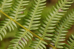 Amauropelta knysnaensis