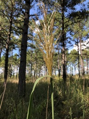 Saccharum brevibarbe