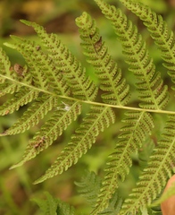 Amauropelta knysnaensis