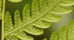 Amauropelta knysnaensis