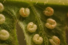 Amauropelta knysnaensis