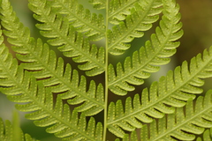 Amauropelta knysnaensis