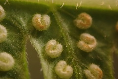 Amauropelta knysnaensis