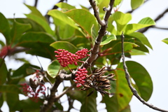Geissois pruinosa