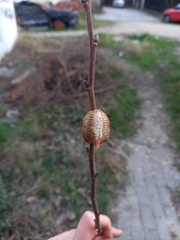 Hierodula transcaucasica