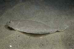 Arnoglossus laterna