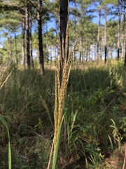 Saccharum brevibarbe