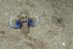 Chelidonichthys lucerna