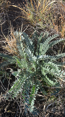 Astragalus mollissimus