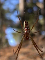 Leucauge festiva