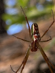 Leucauge festiva