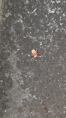 Dicyrtomina