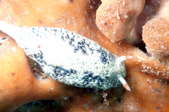 Hypselodoris saintvincentius