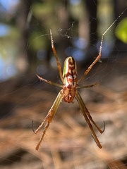 Leucauge festiva
